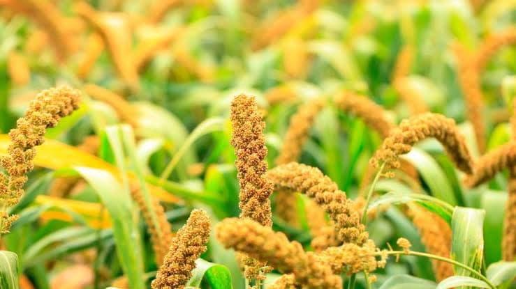 Millet crop growing in an Indian field