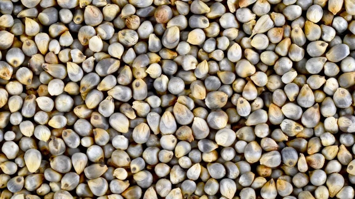 Pearl Millet