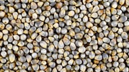 Millet milling and processing equipment