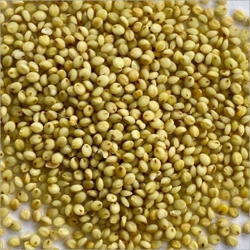 Browntop millet racemes on the plant