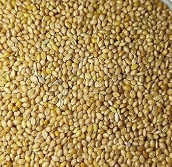 Foxtail Millet