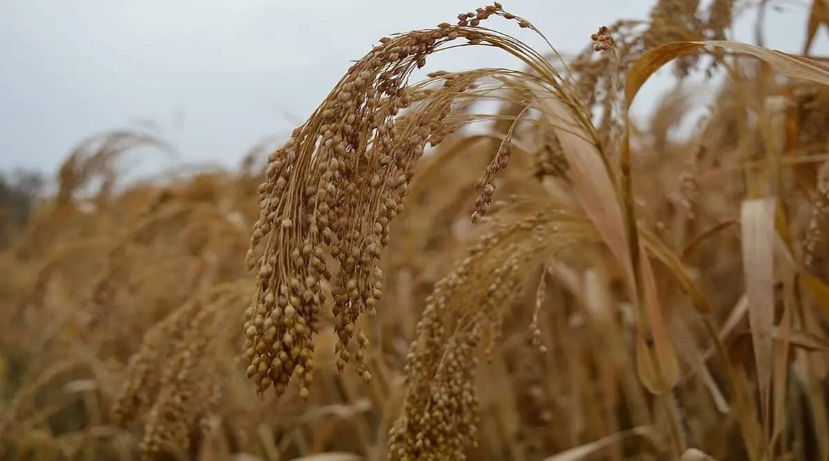 Ripe millet panicles ready for harvest in an Indian field