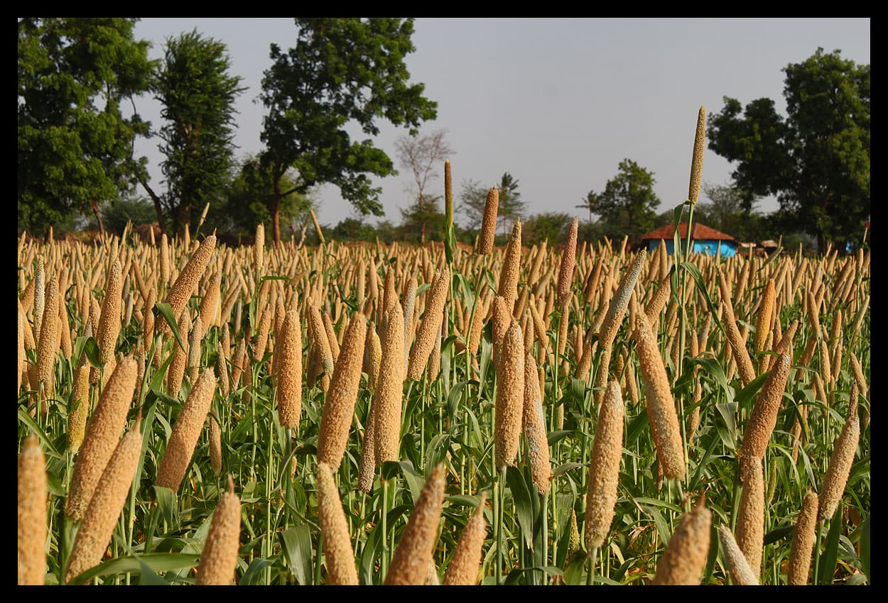 A millet crop nearing harvest on a farm in India