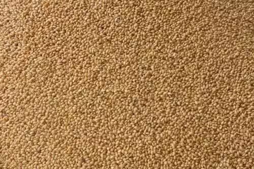Little Millet