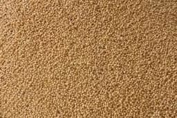 Millet crop growing in an Indian field
