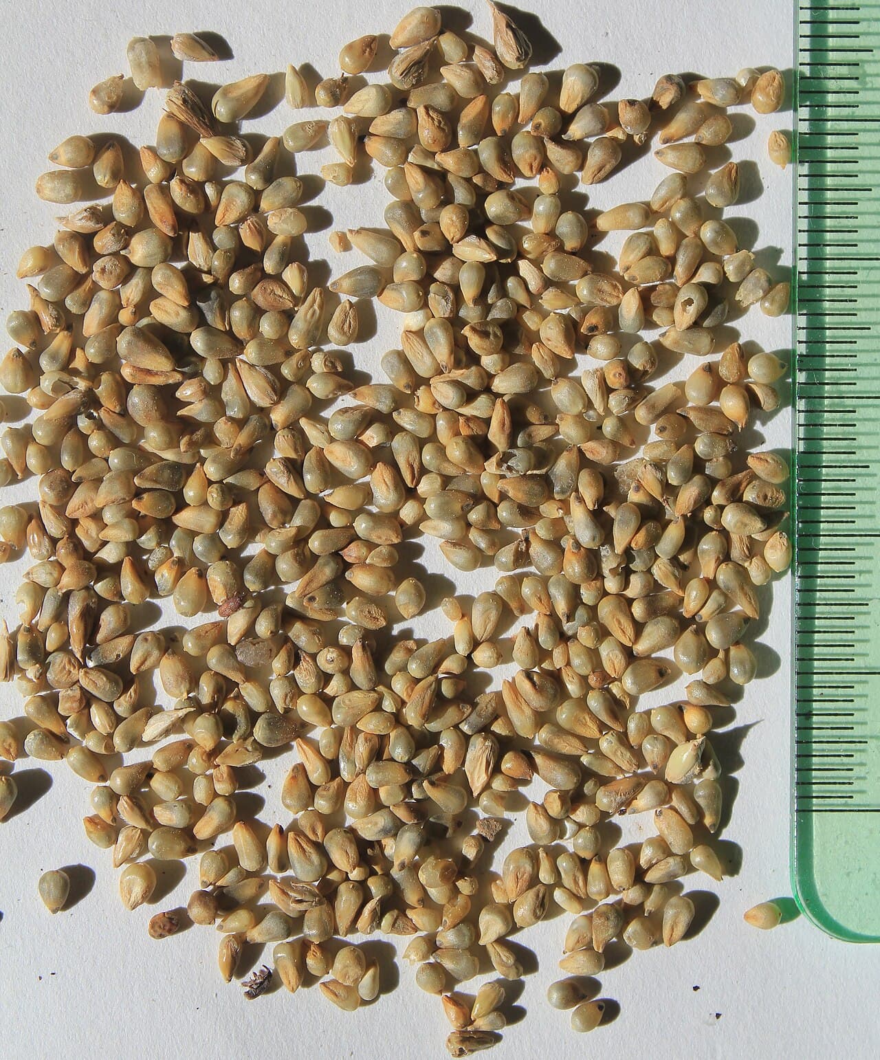 Proso Millet