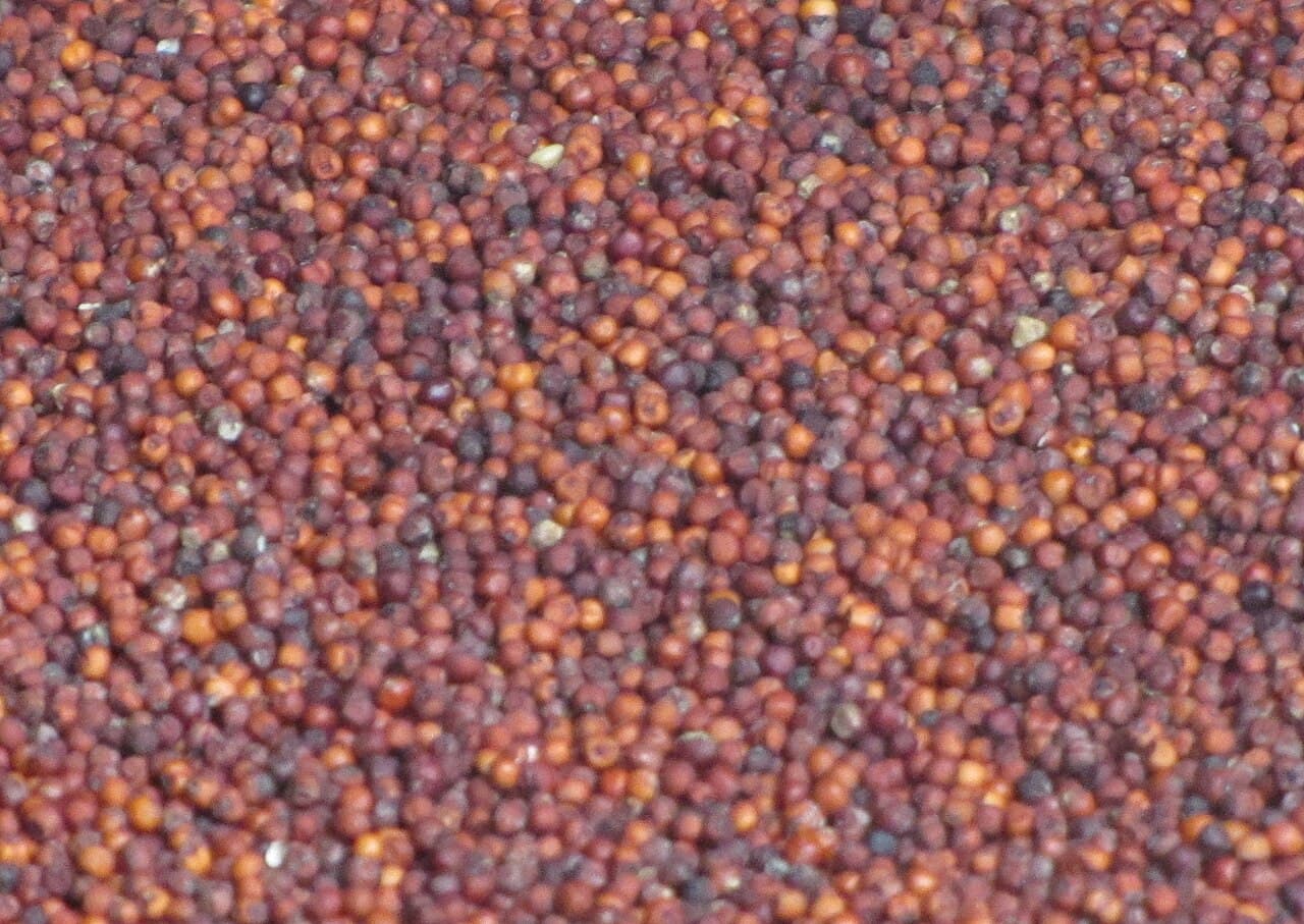 Finger Millet