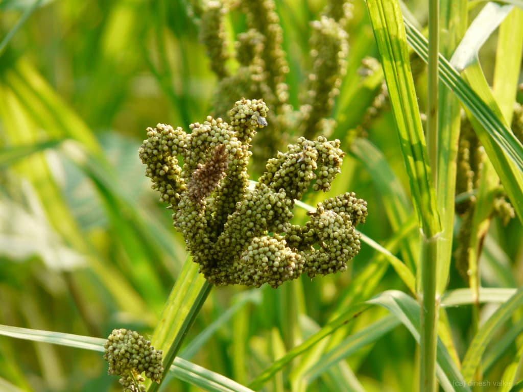 Millet crop growing in an Indian field